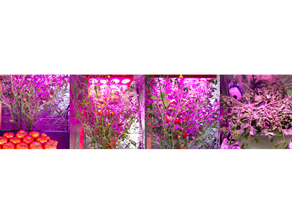 Using LED growing lights in your indoor