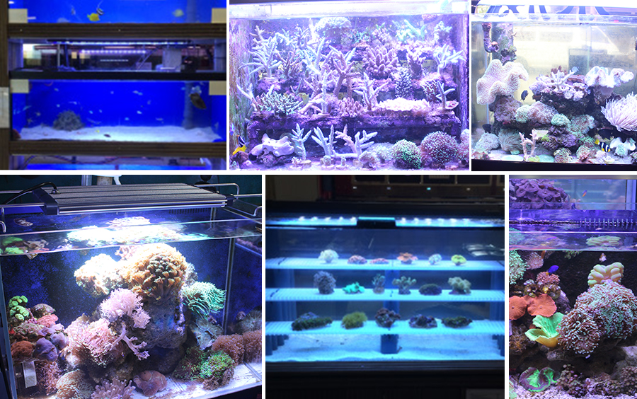 Wifi control dimmbale and programmable Led Aquarium lights for saltwater and freshwater