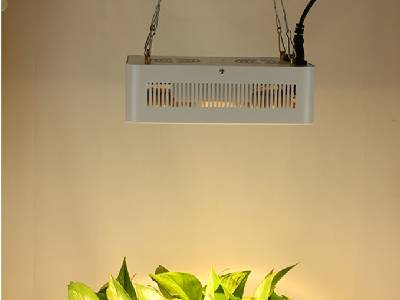 Plant Growth Lamps