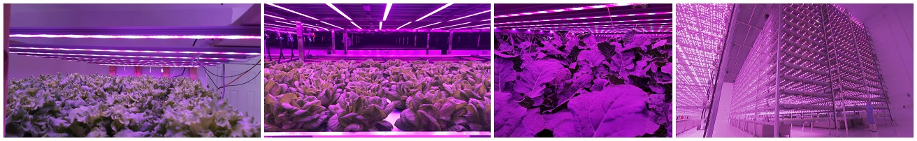 24w Led Bar grow lights for vertical farms, available group control by computer