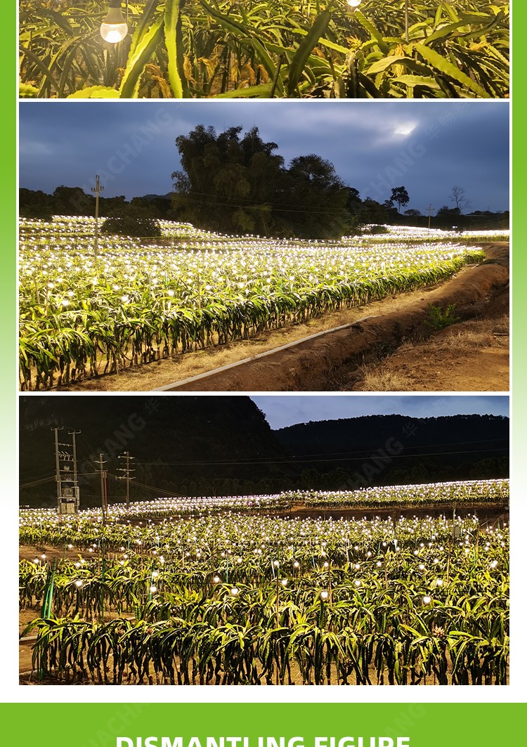 A80 15w  Planting Bulbs Full Spectrum Pitaya Grow Bloom E26 E27 Holders