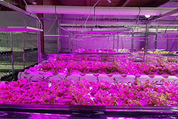 45w panel led grow lights for lettuce project