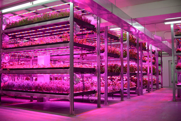 led bar grow lamp for vertical farms