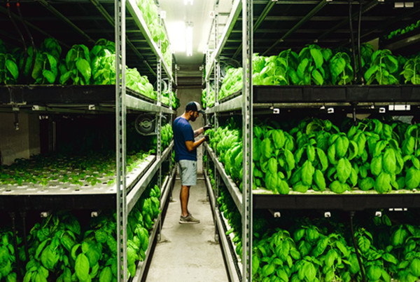 led bar grow lamps for vertical farm